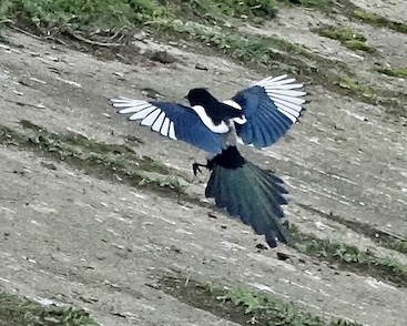 magpie